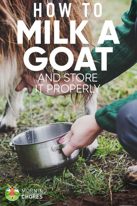 How to Milk a Goat in 10 Easy Steps Goat Shed, Goat Shelter, Goat Milking, Goat Milk Recipes, Homesteading Animals, Farming Ideas, Goat House, Feeding Goats, Raising Farm Animals