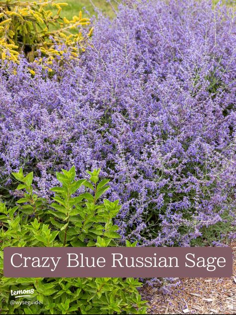 Crazy Blue Russian Sage | Article posted by wyseguide | Lemon8 Russian Sage, Purple Color, Blue