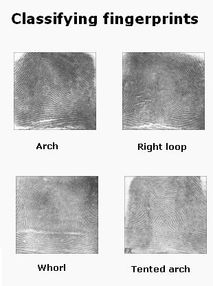 All About Fingerprints Fingerprint Science, Science Project For Kids, Types Of Fingerprints, Science Projects For Middle School, Science Fair Project, Secondary Science, Science Club, Science Projects For Kids, Project For Kids