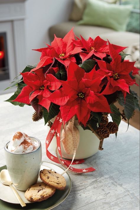 Poinsettia Centerpiece, Poinsettia Decor, Happy Evening, Poinsettia Plant, Vintage Decorations, Christmas Plants, Cottage Christmas, Christmas Decorations Living Room, Christmas Living Rooms