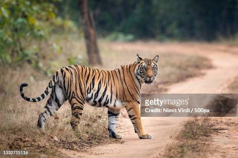 Tiger Walking, View From Above, Some Pictures, Tigers, Walking, Animals