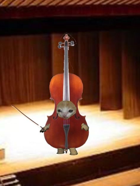 Cat Orchestra, Cat Cello, Violin Funny, Cello Aesthetic, Orchestra Humor, Viola Music, Viola Instrument, Violin Instrument, Musician Humor