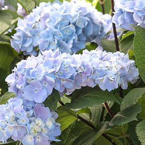 12 Perfect Plants for East Facing Borders – Grow Beautifully East Facing Garden Ideas, Landscaping Small Yard, Shrubs For Borders, Ornamental Shrubs, East Facing Garden, Monrovia Plants, Plant Catalogs, Hydrangea Not Blooming, Front Yard Ideas