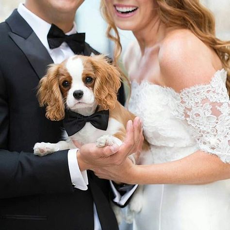 Happy First Wedding Anniversary to my parents! 🐶To be featured👉 Follow @cavaliercorner 👉 Use #cavaliercorner 📸 Credit: @tuxthekingpup Happy First Wedding Anniversary, Dogs At Weddings, Old Fat, Parents To Be, First Wedding Anniversary, To My Parents, Dog Wedding, Spaniel Dog, Ring Bearer