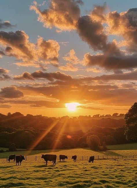 Cows And Sunsets, Cows On Field, Cows Grazing Fields, Farm With Cows, Farm Landscape Photography, Field With Cows, Moodboard Landscape, Cows In A Field, Cow Field