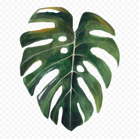 Cheese Plant Drawing, Swiss Cheese Plant Drawing, Plant Leaf Drawing, Tropical Png, White Flowering Plants, Botany Illustration, Plant Watercolor, Watercolor Autumn Leaves, Dry Leaves