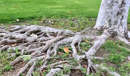 How to Fix Exposed Tree Roots Tree Root Removal, Exposed Tree Roots, Tree Mulch, Plants Under Trees, Landscaping Around Trees, Draw Water, Tree Base, Tree Removal, Bare Tree