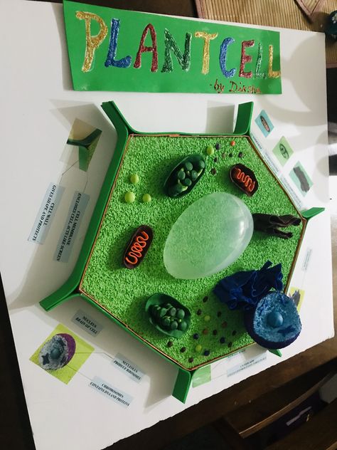 Seventh grade science project. Plant cell 3D model . I used styrofoam, polymer clay,foam sheet, and paints. I used Easter egg toy from dollar tree for vacuole in the middle. Model Of Cell Science Projects, Plant Cell Diagram Project, Diy Plant Cell Model, Science 3d Projects, 3d Plant Cell Project Ideas, Science Projects Models, Plant Cell Project Ideas, 3d Plant Cell Project, Plant Cell Model Project