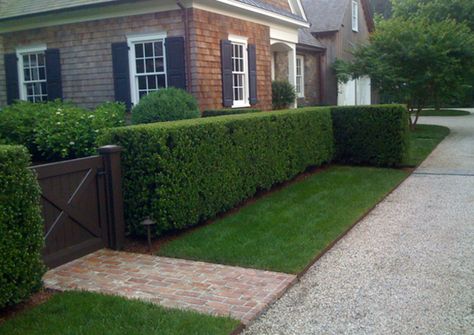 Another view of using shrubs to hide a fence. Landscape Details Inc. Front Hedge Fence, Gate Between Hedges, Hedge Fence With Gate, Hedge Fence Front Yard, Front Yard Hedge Fence, Hedge With Gate, Live Fence, Front Yard Hedges, Hedge Fence