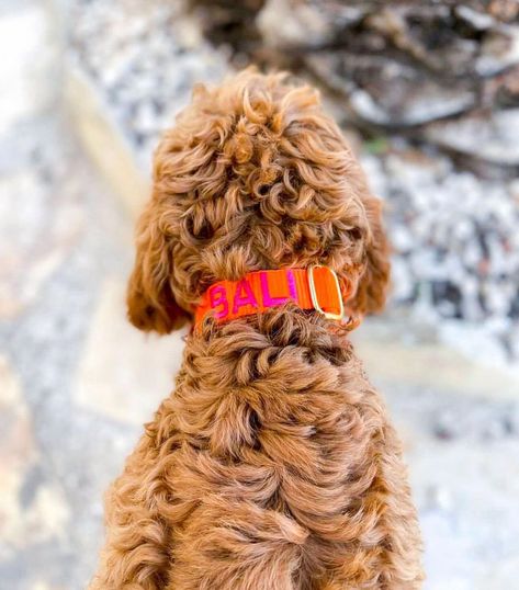 Puppy halsband met naam Orange - 16-25cm Purple Dog Collar, Unique Dog Collars, Green Dog Collar, Velvet Dog Collar, Personalized Leather Dog Collar, Red Dog Collar, Leather Dog Collar Custom, Engraved Dog Collar, Luxury Dog Collars