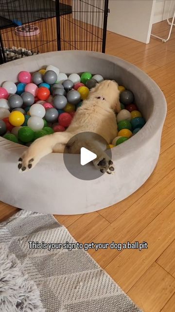 Tash and Nola on Instagram: "🌟 Bought the ball pit for $20 off Marketplace 🫣 It's actually a ball pit for toddler 🙌 Highly recommend!  #Puppy #puppythings #puppylife #goldenretrieversofinstagram #puppiesofinstagram #tashandnola #goldenpuppy #InstaDog #dogsofinstagram #Dogstagram #DogLover #dogloversofinstagram #trending #ballpit #puppyenergy #bestpurchase #puppyhack" Dog Ball Pit, Ball Pit For Dogs, Ball Pit For Toddlers, Funny Wild Animals, Pet Ball, Dancing Animals, Talking Dog, Dog Pool, Golden Puppy