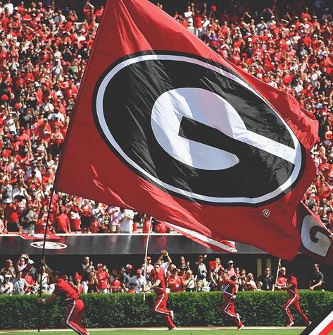 Georgia Bulldogs Aesthetic, Georgia Football Aesthetic, Georgia State Aesthetic, University Of Georgia Aesthetic, Uga Aesthetic, Notion Themes, Uga Gameday, Dawgs Football, Bella And The Bulldogs