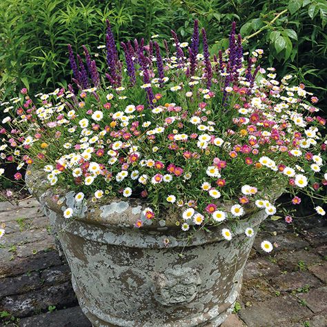 Container Gardening Flowers, Cottage Garden Design, Patio Plants, Have Inspiration, Garden Containers, Garden Cottage, Small Gardens, Container Plants, Front Garden