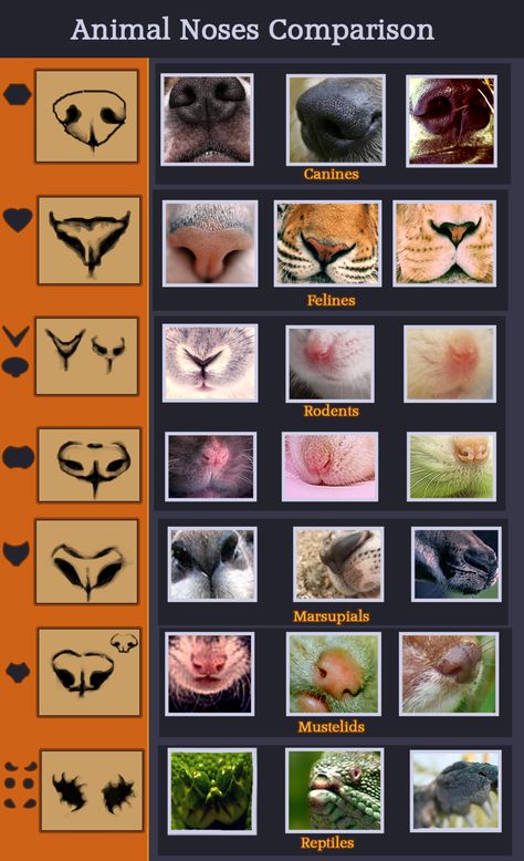 bouncybat:  artist-refs:  Animal noses comparison by ~Mikan-no-Tora  Okay, this exists, so no one has an excuse to put a dog nose on everything anymore. Animal Noses, Different Animals, Dog Nose, Animal Study, 캐릭터 드로잉, Animal Sketches, Drawing Lessons, An Animal, Drawing Tips