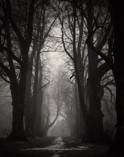 White Photo, Dark Forest, Trees, Forest, Black And White, White, Black