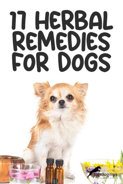 Herbs for Hounds: Discover 17 Herbal Remedies for Your Canine 🏡🐶 Dog Itchy Skin Remedy, Deworming Dogs, Catnip Plant, Meds For Dogs, Itchy Dog, Dog Soap, Upset Tummy, Holistic Pet Care, Dog Joints