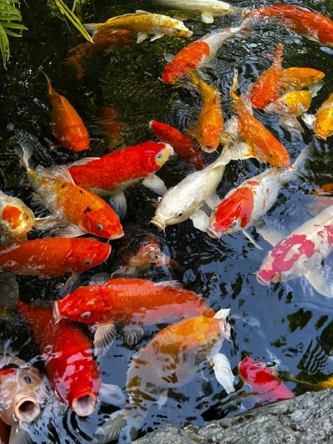 Koi Fish Pictures, Koi Fish Photo, Koi Fish And Lily Pads, Painting Photo Reference, Koi Fish In A Pond, Fish In A Pond, Japanese Culture Art, Fish Photo, Hyperrealism Paintings