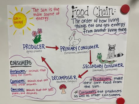 Food Chain Anchor Chart, Ecosystems 4th Grade, Food Chains Anchor Chart, Teaching Materials Science, Ecosystem Project, Classroom Structure, Adventure Classroom, Summer Notebook, Biology Project