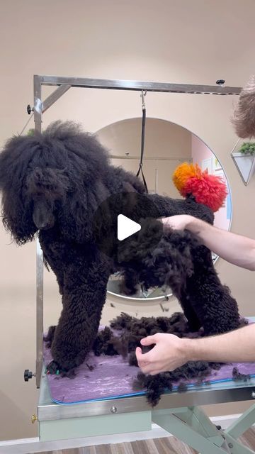 Logan Rago on Instagram: "SHAVING RAIKOU?! 🐩 . #poodle #dogs #doggrooming #dogsbylogan" Black Mini Poodle Haircut Styles, Haircuts For Poodles, Shaved Poodle Haircut, Standard Poodle Haircut Styles Winter, Poodle Mullet, Toy Poodle Shaved, Poodle Top Knot, Short Poodle Haircut, Shaved Poodle