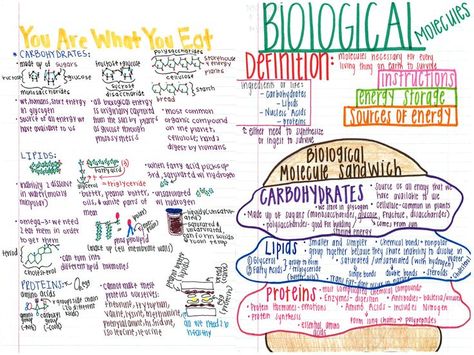 A nice note page on biomolecules/macromolecules/organic compounds. How To Study Biology, Biology Ideas, Biology College, Biology Student, Biology Revision, Interactive Notes, Biology Resources, School Biology, Study Biology