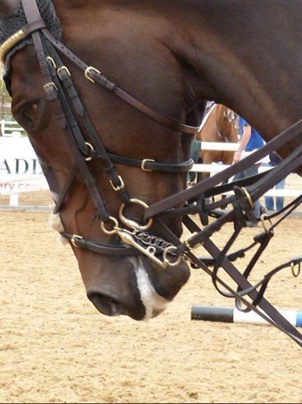 WOW! draw reins, running martingale, jumping double bit, is their a german martingale too???? over flexed, let the horse breath!!! ;(  Seriously - If you have to put THIS much crap on your horse's head, it's time to unsaddle and go back to the longe. Because, as a rider, you suck. And as a trainer, you FAIL. Draw Reins, Horse Trainer, English Riding, Stop Animal Cruelty, Most Beautiful Animals, All About Horses, Horse Training, Equestrian Style, Horse Head