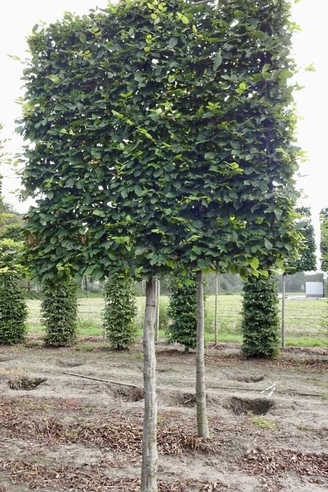 Garden Grid, Hornbeam Hedge, Boxwood Garden, Garden Hedges, Planting Plan, Deck Garden, Deciduous Trees, Garden Trellis, Courtyard Garden