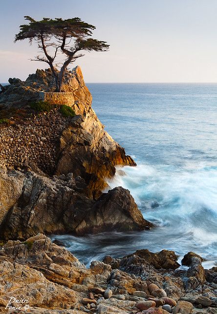 Lone Cypress - blue dreams | As photographers we constantly … | Flickr Lone Cypress, 17 Mile Drive, Monterey Cypress, Beach Art Painting, Vantage Point, Cypress Trees, Armani Prive, Blue Dream, Photo Art Gallery