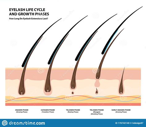 Eyelash Life Cycle and Growth Phases. How Long Do Eyelash Extensions Stay On. Ma #Sponsored , #SPONSORED, #AD, #Cycle, #Eyelash, #Stay, #Growth Lash Cycle Eyelashes, Lash Growth Cycle, Eyelash Esthetic, Eyelash Cycle, Lash Cycle, Eyelash Growth Cycle, Eyelash Growth Diy, Diy Eyelash Growth Serum, Guide Infographic