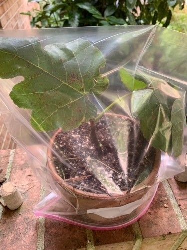 Covers Protection Blankets Outdoor Drawstring How To Root Fig Tree Cuttings, Fig Plants, Fig Fruit Tree, Growing Fig Trees, Fig Tree Plant, Fig Varieties, Fig Trees, Growing Fruit Trees, Fig Plant