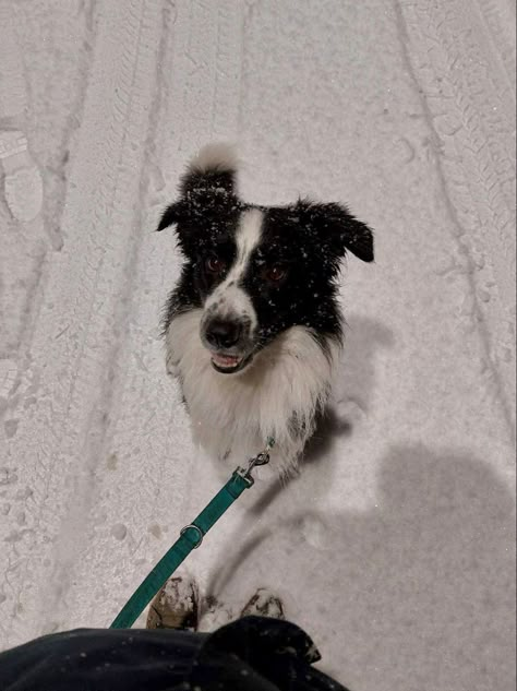 Border Collie In Snow, Black And White Dog Aesthetic, Dog Photography Winter, Border Collie Wallpaper, Border Collie Aesthetic, Collie Aesthetic, Border Collie Black And White, Black Border Collie, Cute Dog Aesthetic