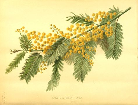 Acacia Dealbata, Mimosa Tree, Plants In Jars, B Image, Mimosa Flower, Australian Plants, Invasive Plants, Australian Flora, Female Portraits