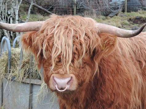 A Highland cattle bull with a nose ring Cow Nose Ring, Bull Nose Ring, Cow Nose, Highland Cow Painting, Scottish Cow, Highland Cow Art, Longhorn Cattle, Fluffy Cows, Cute Goats