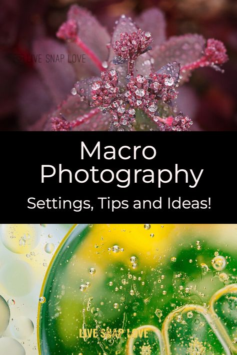 Do you want to explore the world of macro photography but don’t know where to start? It can be intimidating to venture into a completely new realm of photography, but with the right guidance it can be easy and rewarding too! At Live Snap Love, we have many helpful macro photography settings, tips and ideas that will help you start taking beautiful photos now. Read now to learn how to take macro photos you love! Macro Photography Ideas Creative, Photography Ideas Videos, Trick Photography Ideas, Macro Photography Settings, Macro Photography Ideas, Creative Macro Photography, Macro Lens Photography, Autocad 2016, Beginner Photography Camera