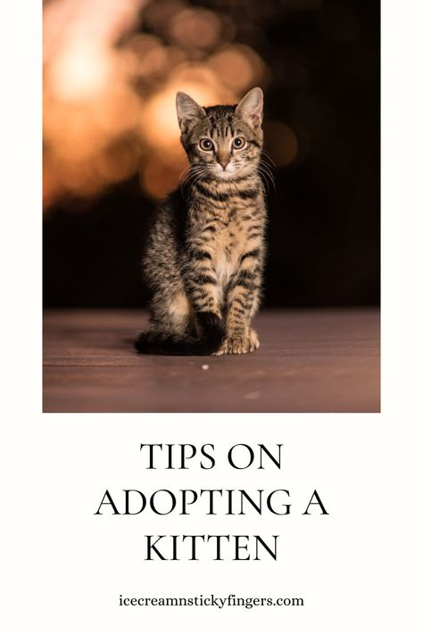 Tips on Adopting a Kitten Adopting A Kitten, Caring For Kittens, Caring For A Newborn, Travel Recipes, Sticky Fingers, Kitten Food, Children Activities, Kitten Care, Newborn Care