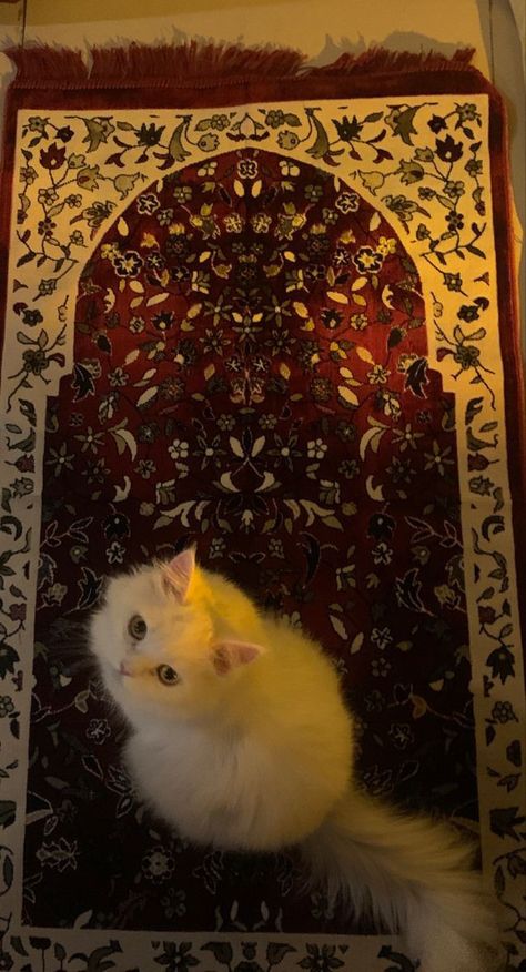 Cat Islam, Islam Love, Cute Cats Photos, Cat Aesthetic, Cute Cats And Dogs, Silly Cats, Pretty Cats, Beautiful Cats