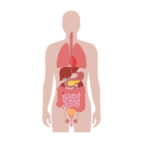 Human internal organs in male body flat ... | Premium Vector #Freepik #vector #organ #pancreas #liver-icon #kidney-icon Human Clipart, Human Internal Organs, Medical Poster, Illustration Man, Man Silhouette, Medical Stickers, Medical Posters, Human Organ, Internal Organs