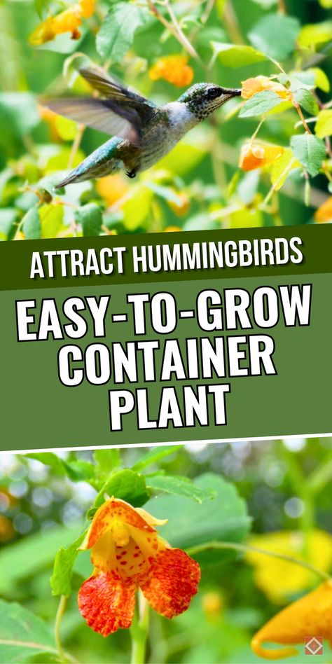 Want to attract hummingbirds to your space? This simple guide will show you how to grow a vibrant hummingbird plant in containers. It’s one of the best low-maintenance gardening options for creating a pollinator garden that thrives. Learn how to get started with this easy to grow plant and save this pin for your next project! Plants To Attract Hummingbirds, Permaculture Principles, Hummingbird Plants, Attract Hummingbirds, Plant Images, Powdery Mildew, Garden Images, Low Maintenance Garden, Pollinator Garden