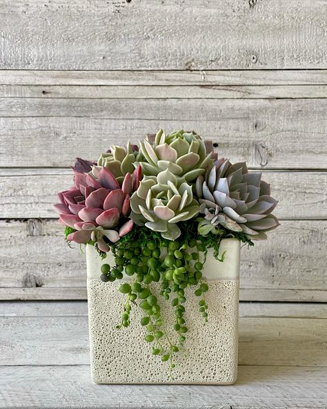 These stunners are now in stock and ready for shipping! Succulent Decor, Plant Arrangements, Living Wreath, Succulent Centerpieces, Top Decor, Succulents Decor, Succulent Gifts, Succulent Arrangements, Hanging Garden