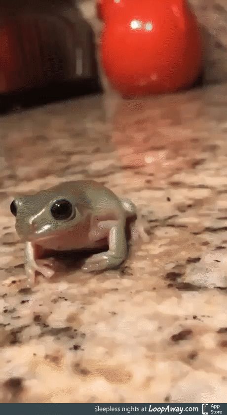 Whites Tree Frog, Frog House, Pet Frogs, Frog Frog, Frog Pictures, Frog Decor, Cute Frog, Frog And Toad, Tree Frogs