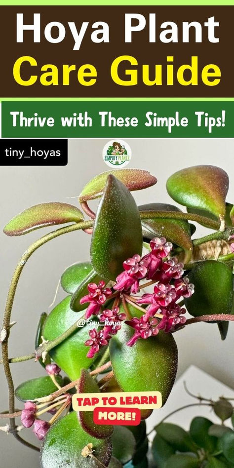 "Hoya plant, indoor gardening, houseplant care, plant propagation, succulent 
care, indoor plant care, plant care tips, gardening tips, plant care guide, 
plant care instructions." Hoya Compacta Care, Hoya Care Tips, Hoya Curtisii Flower, Hoya Plant Care, Hoya Pubicalyx Splash Care, Hoya Care, Hoya Kerrii Propagate, Pot Gardening, Wax Plant