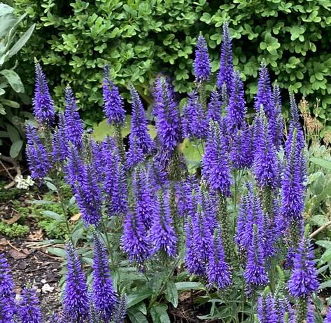 I Love Veronica spicata Royal Candles aka Royal Candles speedwell - GardenLady.com Veronica Speedwell Flower, Royal Candles Veronica, Veronica Royal Candles, Veronica Longifolia, Veronica Speedwell, Veronica Spicata, Royal Candles, Wooly Thyme, Veronica Purple Illusion