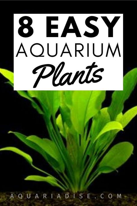 55 Gallon Aquascape Ideas, Aquascapes Freshwater, Easy Aquarium Plants, Pretty Fish Tank Ideas, Aquascape Aquarium Beginner, Aquarium Plants For Beginners, Plant Aquarium, Aquarium Plants Freshwater, Aquarium Plants