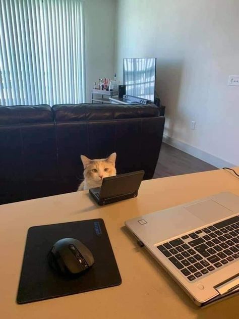 Warm Cats On Laptops Taking Online Classes Too Gamer Cat, Cat Yawning, Business Cat, Cat Work, Dog Jokes, Cat Boarding, Cat Aesthetic, Cute Memes, Silly Cats