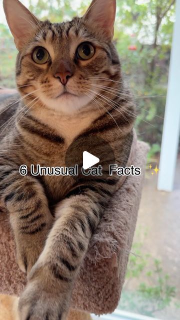 Percy,Jelly Bean,Hemi, Mochi & Wolf on Instagram: "Did you know these cat facts? 😻✨ Let us know if any surprised you.   #cat #catfacts #dailycat #dailymeow #meow #cutecatvideos #cutecats #catsofinstagram #lovecats #interestingfacts #catloversclub #gato #felinefriends #feline #knowledge #instacat #instakitty #catsofig #catsofinsta #petsofinsta #kittykitty #meowed" Cats Meowing, Cat Meowing, Jelly Bean, Cat Facts, Cats Meow, Jelly Beans, Mochi, Cats Of Instagram, Artifacts