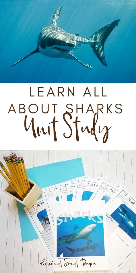 Homeschool Unit Studies, Pirate Unit, All About Sharks, Shark Facts, Ocean Unit, Science History, Magic Treehouse, Learning Projects, Unit Studies