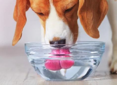 Is My Dog Dehydrated? | PetMD Pepto Bismol, Dog Water Bowls, Sick Dog, Drink More Water, Dog Teeth, Water Bowl, Dog Feeding, Dog Eating, Dog Health