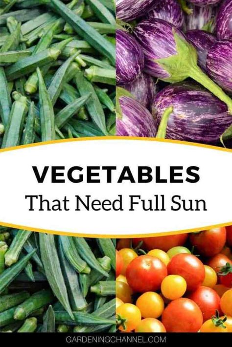 Vegetables Full Sun, Sun Requirements For Vegetables, Full Sun Garden Vegetables, Vegetables That Grow In Full Sun, Full Sun Vegetable Garden, Full Sun Vegetables, Full Sun Plants For Containers, Summer Vegetables To Grow, Planting Food