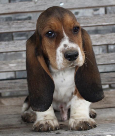 Bassett Hound Puppy, Miniature Basset Hound, Basset Hound Puppies, Hound Dog Puppies, Dog Car Travel, Basset Puppies, Hound Dogs, Basset Hound Puppy, Hound Puppies