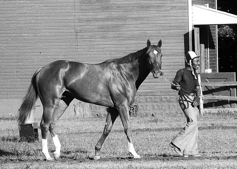 Secretariat prior to 1973 Belmont Stakes. Even in black and white you can see his coat gleam! Thorobred Horses, Secretariat Horse, Famous Horses, The Great Race, Belmont Stakes, Thoroughbred Horse Racing, Race Horse, Sport Of Kings, Horse Race