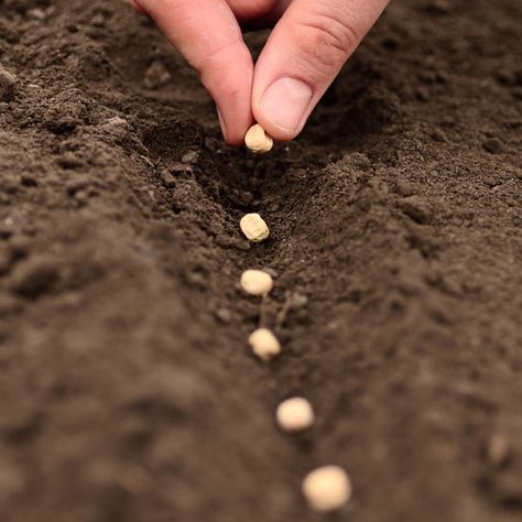 “They tried to bury us; they did not know we were seeds.” –  proverb I’ve been coming across metaphors and stories involving soil and seeds consistently over the past few days. I… Planting Calendar, Growing Lavender, Garden Calendar, Mother Earth News, Garden Veggies, Veggie Garden, Edible Garden, Farm Gardens, Dream Garden